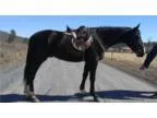 Beautiful well minded athletic Reg Dutch cross gelding