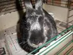Adopt Fatty a Bunny Rabbit