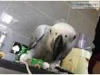 Lost my loved african grey parrot read