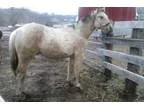 Big Beautiful APHA Buckskin Tobiano Colt