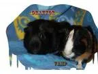 Adopt Vamp a Guinea Pig