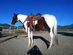 Gorgeous 9 year old sorrel tobiano gelding