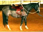 Andalusian Cross Mare