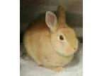 Adopt Kringle a Dwarf Bunny Rabbit