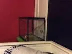 Reptile Supplies