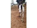 Adopt Lady Bug a Paint PaintPinto  Mixed horse in Edmond OK (151