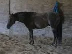 Heyer Quarter Horses