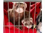 Adopt Winston and Gatlin a Ferret
