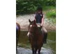 Gorgeous and Talented Large Pony for Sale