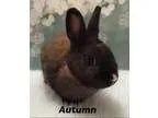 Adopt Autumn a Bunny Rabbit