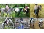 Bombproof Beginner Slow Steady 121h Mini Stirrup Pony off farm l