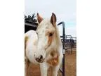 Adopt Ariat a White PaintPinto  Pony - Other  Mixed horse in Edm