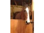 Personality Plus Bay Mare