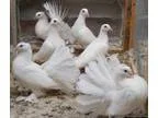 Mindian fantail Pigeons - Price 