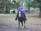 Champ Gorgeous 9 yr old 15H Walking Horse Gelding