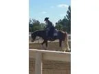 Point Earning Paint Stallion