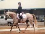Thoroughbred for Sale or Lease