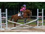 Medium Pony For Sale