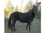 Used 2003 Keystone Montana For Sale