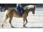 Talented Haflinger for Sale