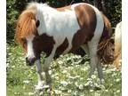 Pocket Pony for sale