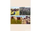 High level show ponies for sale