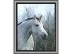 Adopt Mouse a Quarterhorse Grade