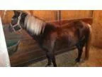 Chocolate pony for sale or trade for bigger horse
