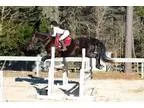 8 yea old quarter horse morgan gelding for sale