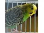 Adopt Charlie a Budgie bird in Rochester Hills MI ()