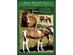 APHA PtHA Breeders Trust WP bred Bay minimal tobiano colt