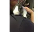 Adopt Rehoming Toby a American