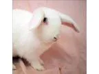 Adopt Cozmo a Mini Lop  Mixed rabbit in Escondido CA (14699054)