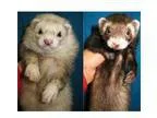 Adopt Marshmallow Ozzy and Harriet a Ferret