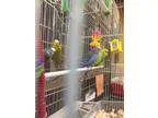 Adopt Jellybean and Jonny (just two left) a Parakeet (Other)