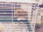 Adopt Starfire a Abyssinian