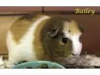 Adopt Bailey a Guinea Pig