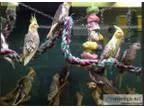Baby Cocktiels