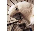 Adopt ChiChi a White Cockatoo bird in Fairport NY (14753147)