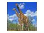 Wonders of Wildlife Show
