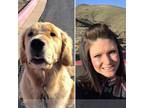 PAWSitive dog walker in Reno
