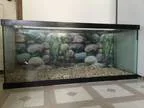 75 Gallon Aquarium