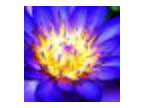 Holistic Health and Spirituality Community Fair