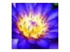 Holistic Health and Spirituality Community Fair