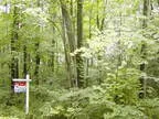 Looking for a Wooded Home Site