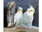 Adopt COLBY AND KIWI a Cockatiel