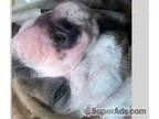 Beautiful French Bulldog Puppies for sale (500)