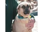 Adopt Gus a Basset Hound  Mastiff  Mixed dog in Golden CO (15135