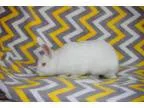 Adopt Duck a American Florida White