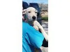 Adopt Haley a White - with Black Labrador Retriever  Mixed dog i